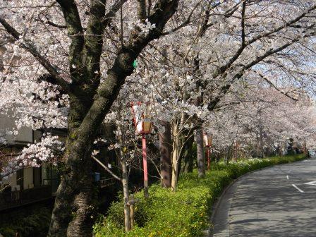 桜の木屋町通り